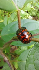 Doryphorina
