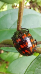 Doryphorina