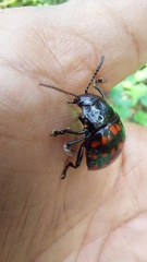 Doryphorina