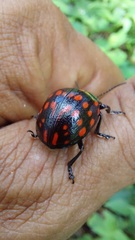 Doryphorina
