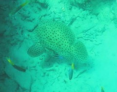 Chromileptes altivelis