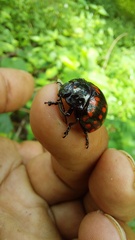 Doryphorina