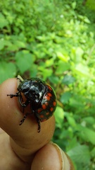 Doryphorina