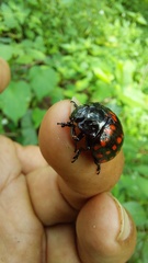 Doryphorina