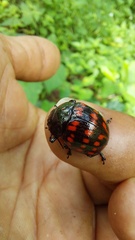 Doryphorina