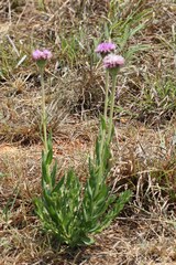 Pseudopegolettia tenella