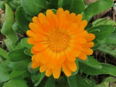 Calendula