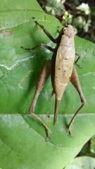 Eneoptera surinamensis