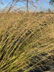 Andropogon brachystachyus