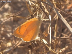 Colotis fausta