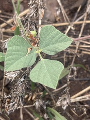 Rhynchosia minima prostrata