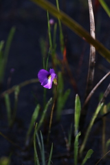 Utricularia petertaylorii