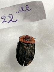 Oiceoptoma thoracicum