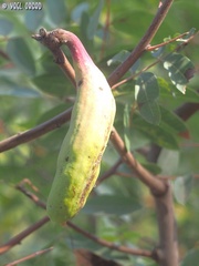 Baizongia pistaciae