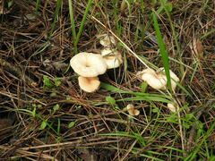 Clitocybe