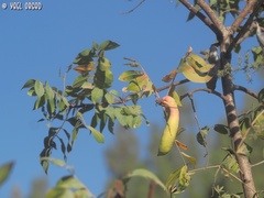 Pistacia terebinthus palaestina