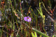 Utricularia petertaylorii