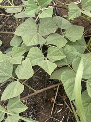 Rhynchosia minima prostrata