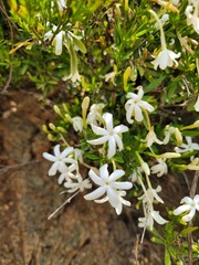 Jasminum quinatum