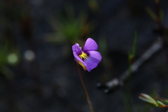 Utricularia petertaylorii