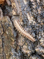 Polydesmus