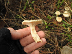 Clitocybe
