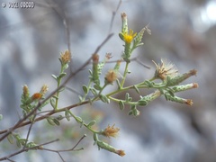 Chiliadenus iphionoides