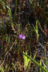 Utricularia petertaylorii
