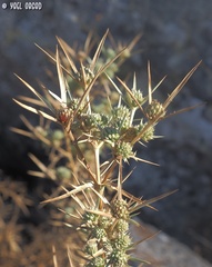 Eryngium glomeratum