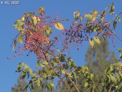 Pistacia terebinthus palaestina