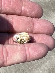 Isocheles wurdemanni