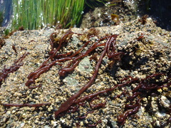 Nemalion elminthoides