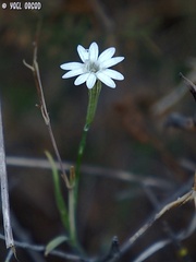 Silene reinwardtii