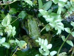 Pelophylax bedriagae