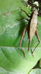 Eneoptera surinamensis