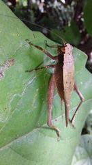 Eneoptera surinamensis