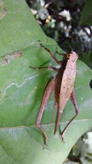 Eneoptera surinamensis