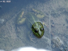 Pelophylax bedriagae