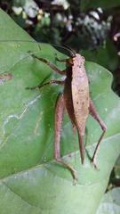 Eneoptera surinamensis