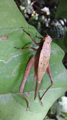 Eneoptera surinamensis