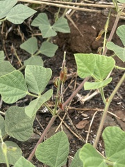 Rhynchosia minima prostrata