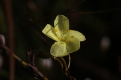 Drosera intricata