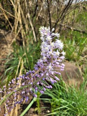Merwilla plumbea