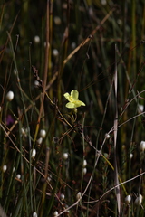 Drosera intricata