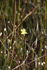 Drosera intricata