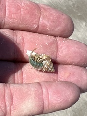 Isocheles wurdemanni