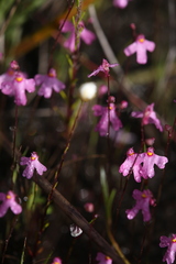Utricularia multifida