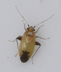 Glaucopterum deserticola