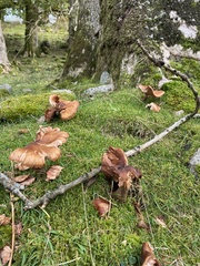 Tricholoma fulvum