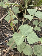 Rhynchosia minima prostrata